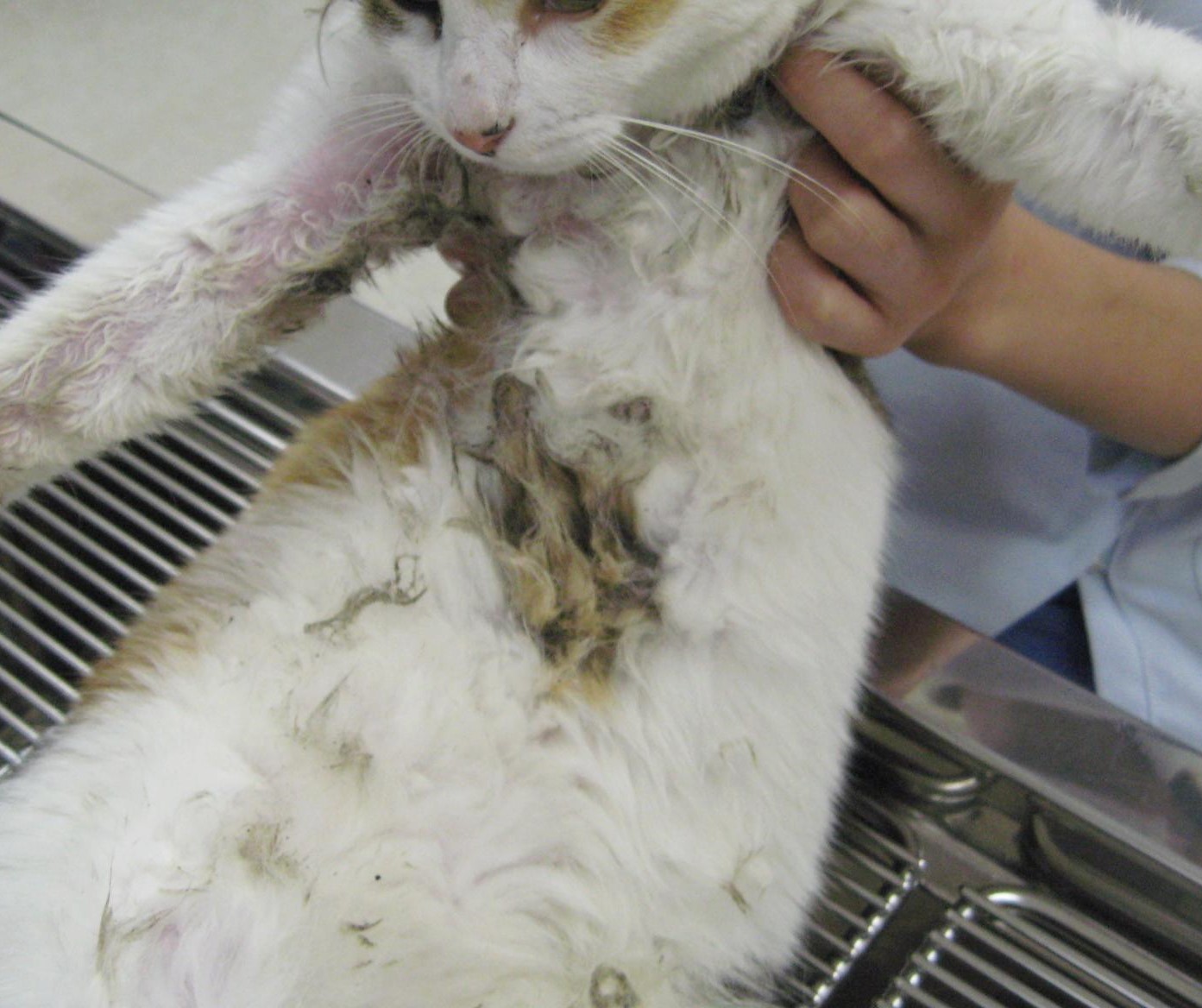 診察症例：ネコ（Mixed） 4歳♀ ねずみとりもち 除去 洗体｜下野市 