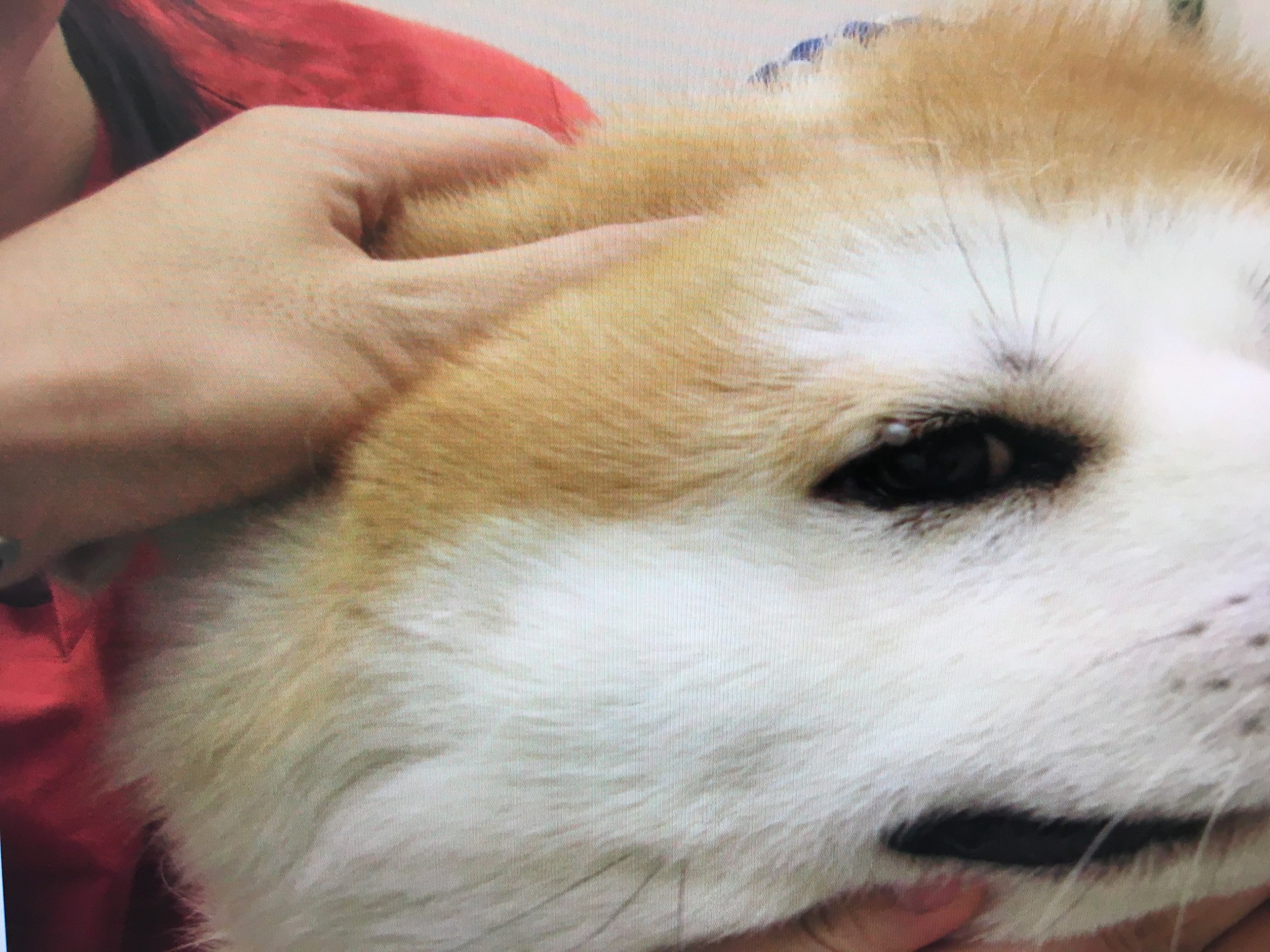 診察症例 犬 Mixed 2歳 オス マダニ付着 下野市 小山市の動物病院ならちょう動物病院 夜間救急対応